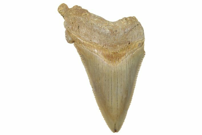 Bargain, Serrated, Angustidens Tooth - Megalodon Ancestor #257692